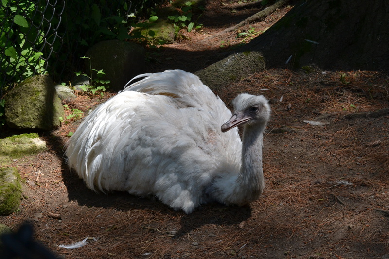 great, animals in the wild, beak, animal, one animal, rhea, nature, white color, outdoors, duck, 4K, vertebrate, swan, water, animal neck, high angle view