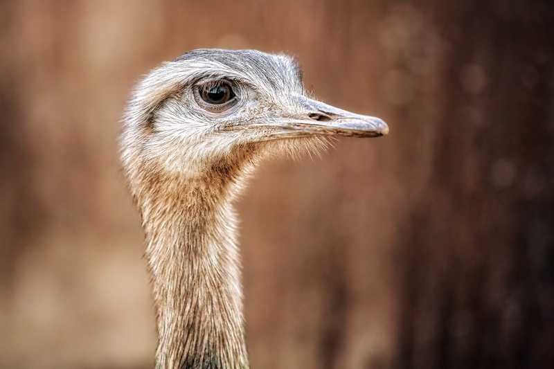 bill, animal wildlife, ostrich, flightless bird, portrait, animal, 4K, bird, bouquet, focus on foreground, animals in the wild, one animal, animal body part