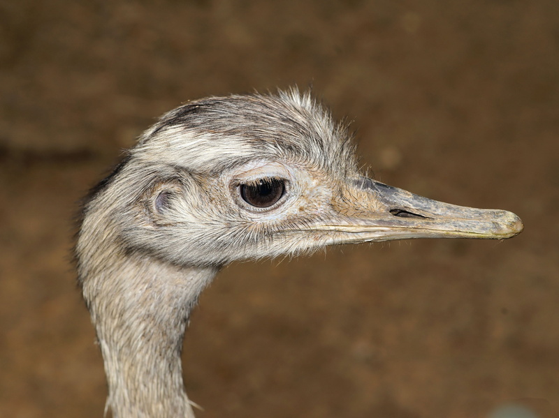 animal head, head, feather, animal, side view, animals in the wild, close, bird, plumage, large emu, animal themes, looking, flightless bird, animal body part