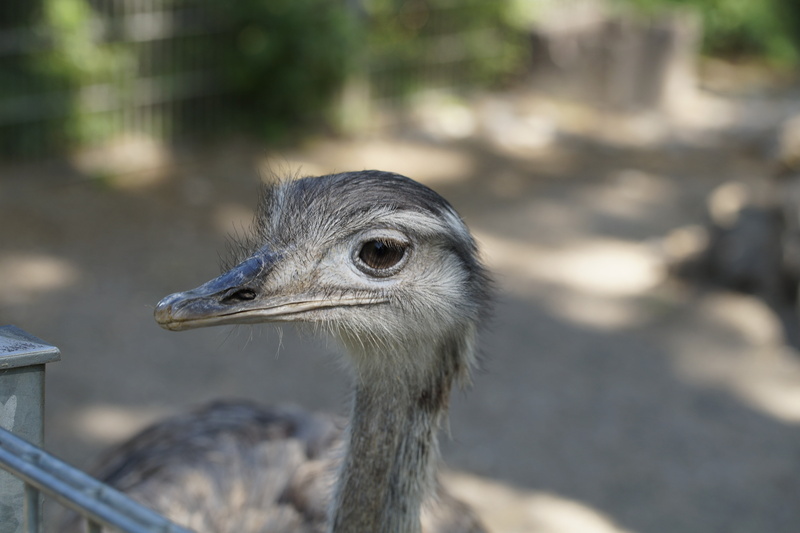 animals in the wild, animal, bird, looking, nature, animal themes, one animal, flightless bird, look, day, outdoors, portrait, bill, 5K, beak, vertebrate