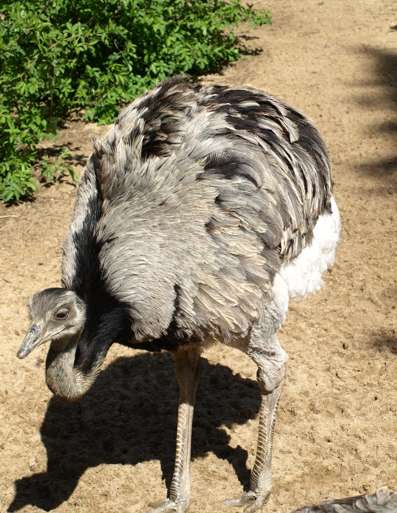 one animal, 2K, animal, rhea bird, shadow, nature, close-up, side view, bird, vertebrate, outdoors, day, animals in the wild, no people, flightless bird
