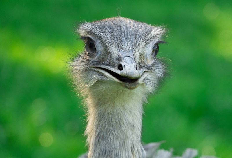 rhea bird, 4K, beak, animal wildlife, neck, animal body part, animal neck, ostrich, eye, plumage, flightless bird, mammal, day, head, animal themes, eyes