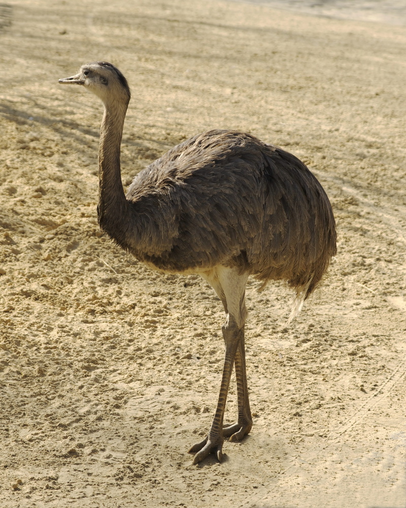 wing, zoology, nature, Nandu, Wildlife, profile view, outdoors, land, day, Flightless, ratite, one animal, side view, plumage, ostrich, Bird, americana