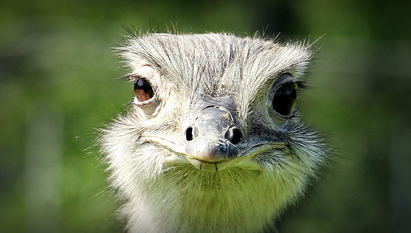 smile, outdoors, beak, whisker, eye to eye, 1080P, no people, looking at camera, flightless bird, smiling ostrich, animal, animals in the wild, animal nose