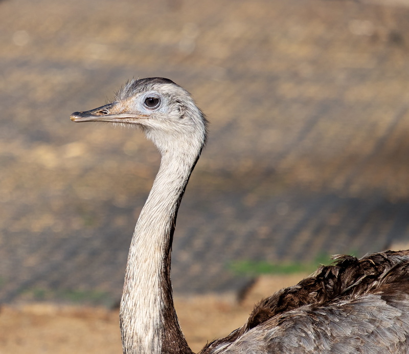 rhea bird, animal themes, close-up, day, ostrich, 2K, feather, animal wildlife, nature, animal neck, big bird, bird, animal head, vertebrate, no people