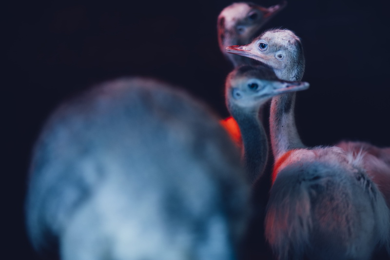 animal family, animal wildlife, birds, design, 4K, photography, eye, animal, black background, agriculture, ostrich, animals in the wild, gray, close-up