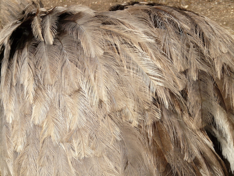 Bird, agriculture, day, no people, bird, backgrounds, close-up, animal body part, textured, outdoors, cereal plant, animal themes, animal, plant, hair