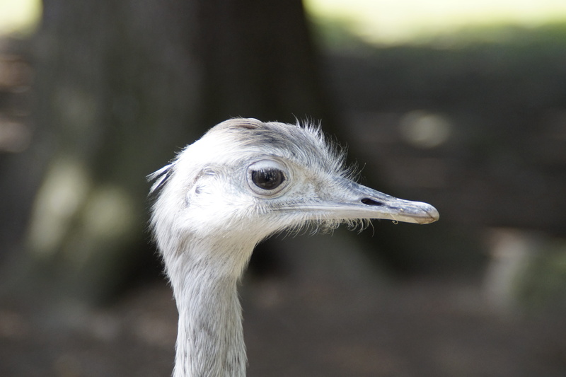 close, side view, profile view, animal themes, animal body part, animal neck, animals in the wild, animal, close-up, animal wildlife, 5K, animal eye, Face
