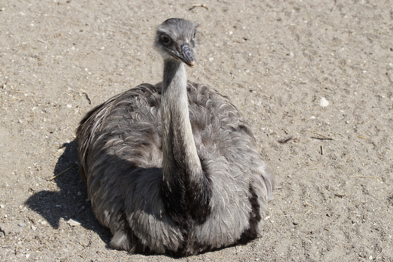animals And Pets, africa, Sit, sunlight, Flightless Bird, one animal, rhea bird, beak, land, wildlife, Rhea, 5K, animal themes, full length, animal wildlife