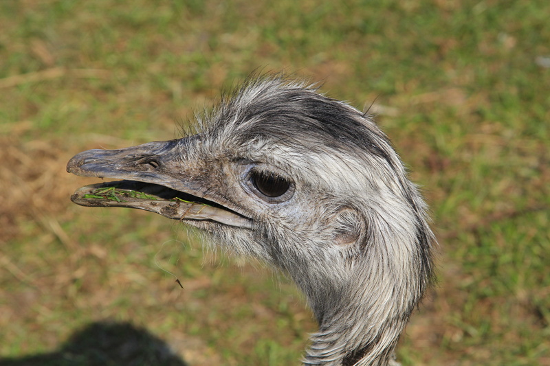 wildlife photography, nature, Flightless Bird, vertebrate, animal body part, no people, day, animal wildlife, side view, plant, beak, Bird, Bird, animal themes