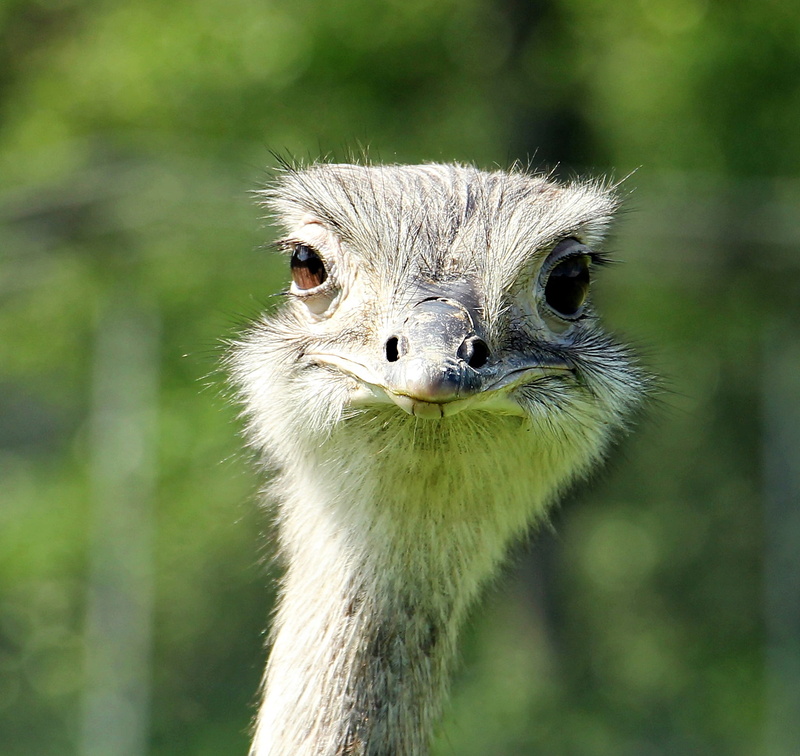 poultry, wildlife photography, close-up, 1080P, animal, animal eye, smiling ostrich, vertebrate, gray, portrait, no people, day, front view, ostrich, animal wildlife