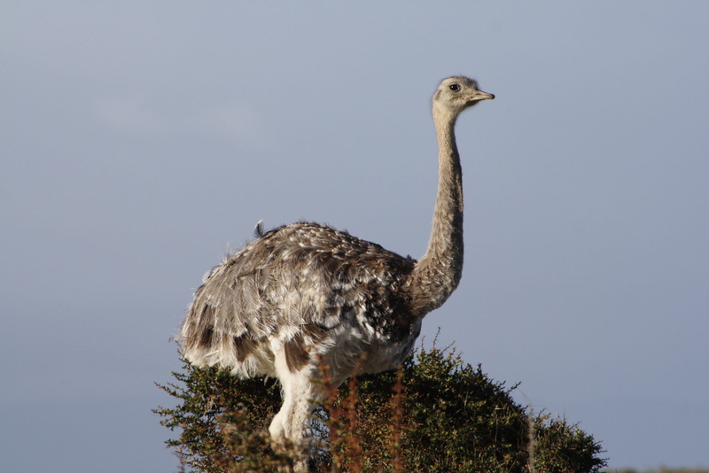 nature, standing, one animal, low angle view, magellan, Chile, clear sky, South, Patagonia, outdoors, animal, Rhea, ostrich, tree, no people, perching