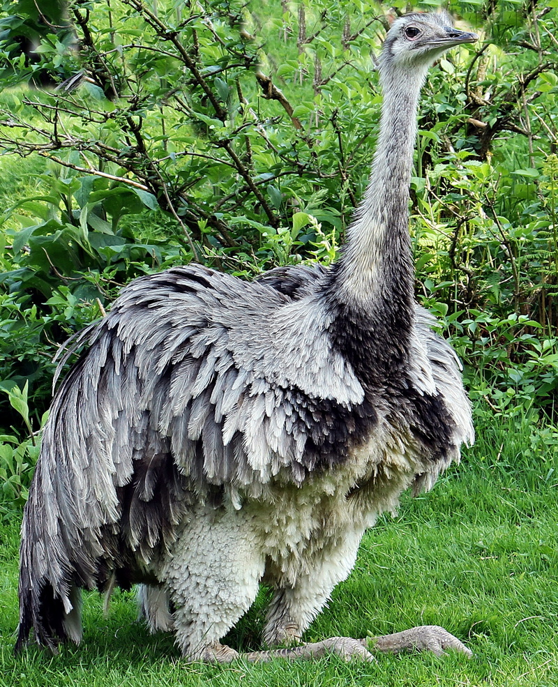 2K, rest, growth, no people, animal themes, animal world, big bird, gray, animal, wildlife photography, outdoors, field, nature, bouquet, crouching, grasses