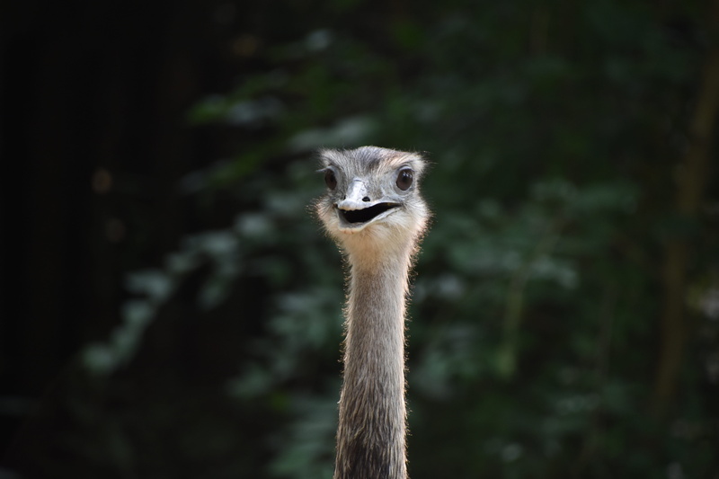 animals in captivity, day, nature, portrait, animal, mammal, animal body part, 5K, no people, Rhea, beijing zoo, alertness, head, one animal, Positive