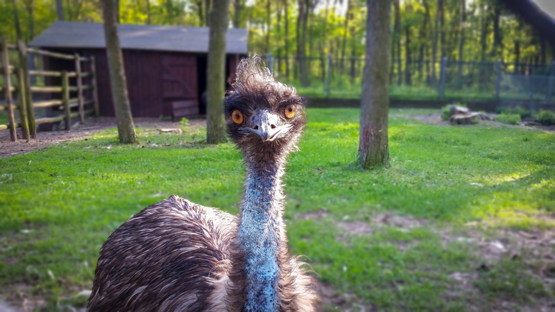 lawn, field, nature, at the court of, domestic animals, zoo, one animal, ostrich, animal wildlife, day, looking at camera, grass, animal themes, animal body part