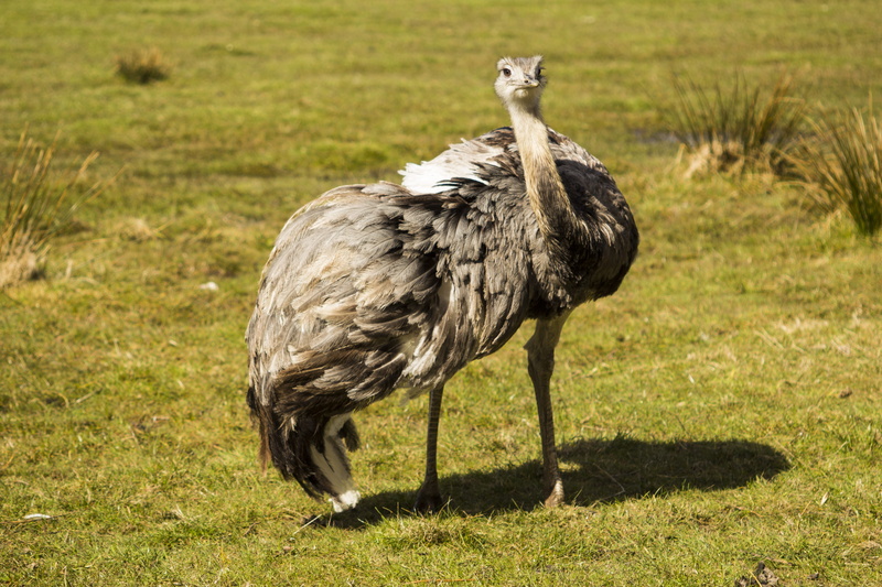 day, outdoors, plant, feather, nature, one animal, land, no people, standing, vertebrate, full length, sunlight, ostrich, 5K, animal, animal world, field