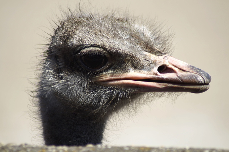 vertebrate, rhea bird, animal body part, birds, bird, animal world, animal head, beak, nature, animal themes, portrait, looking, creature, looking away