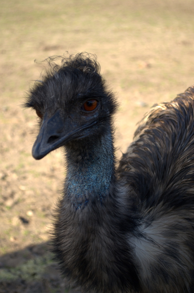 rhea, no people, the creation of, animal neck, zoological garden, pets, close-up, mammal, land, animals in the wild, domestic animals, 4K, focus on foreground