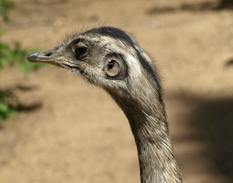 animal eye, looking away, animal wildlife, side view, animals in the wild, animal, one animal, 2K, animal head, ostrich, outdoors, animal body part, beak