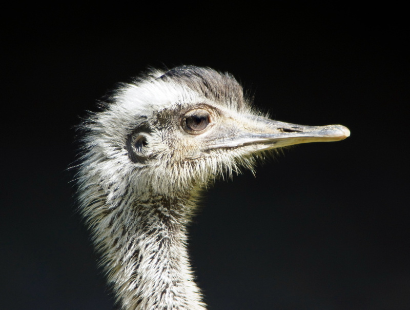 feather, ostrich, animal hair, animal, plumage, animal themes, close, looking, nature, black background, animal eye, studio shot, animal wildlife, close-up
