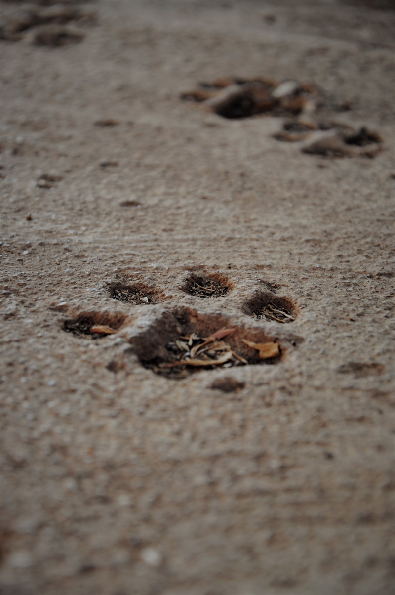 animal body part, nature, no people, beach, animals in the wild, selective focus, high angle view, one animal, close-up, paw print, reptile, vertebrate
