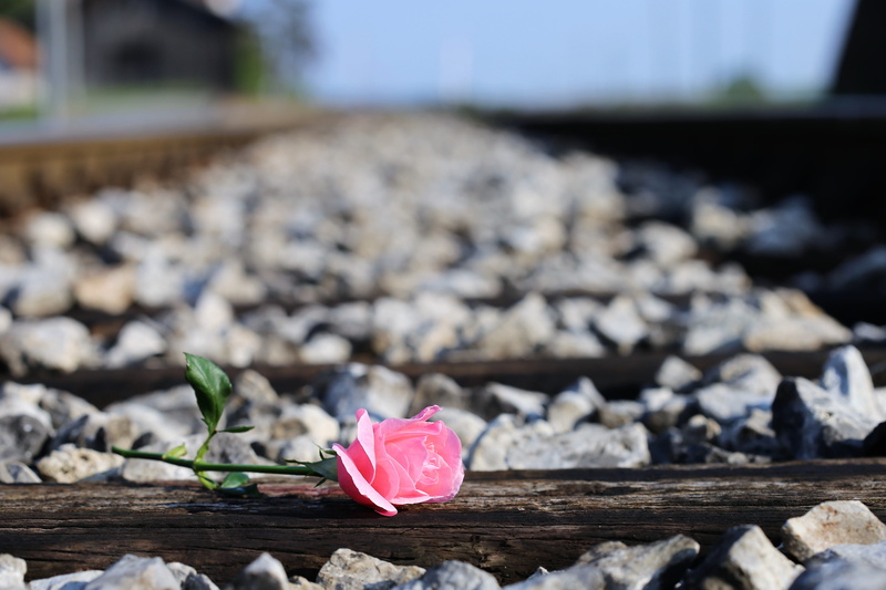 who lost someone they love, springtime, vulnerability, natural, pink rose on railway, gardening, rose, pink color, flowering plant, station, beauty in nature