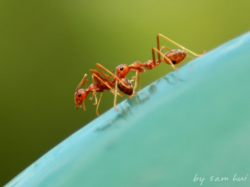 ants, got, wg, animals, bugs, come, hd, art, someone, x, 480P