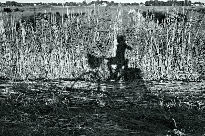 no people, domestic, Reeds, vertebrate, animals in the wild, animal themes, water, domestic animals, monochrome, shadow of someone riding a bike, 2K, pets