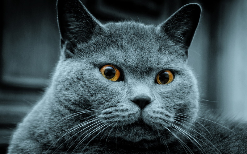 saw, cat, someone, grey, 1080P