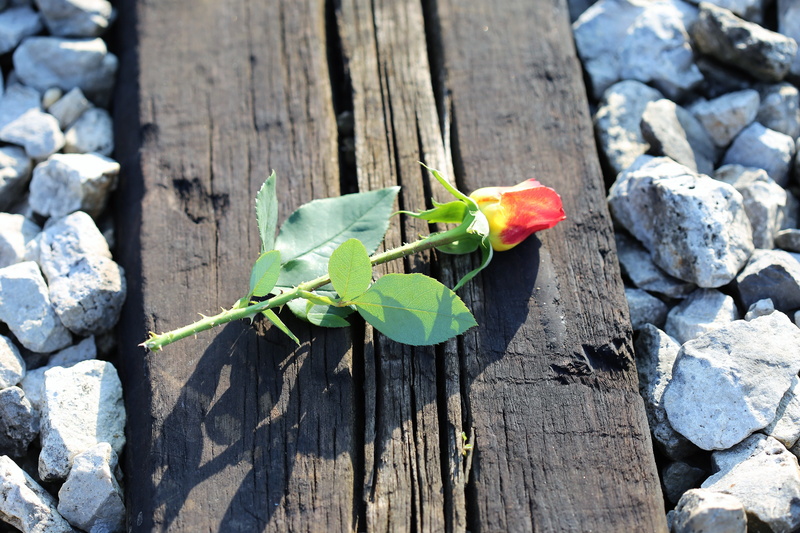 wood - material, leaf, solid, 5K, plant part, growth, who lost someone they love, station, green color, plant, close-up, outdoors, sunlight, nature, yellow red rose on railway