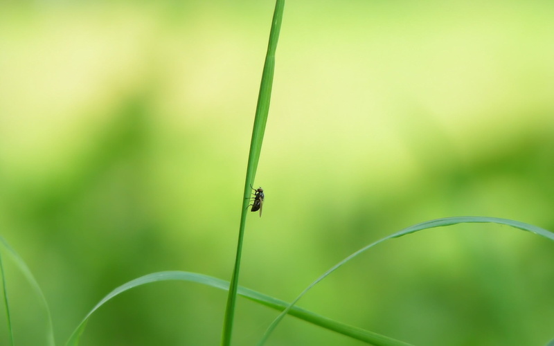 Then someone next to shits XD, animal themes, growth, focus on foreground, animals in the wild, Fly, animal, invertebrate, ladybug, small, 1080P, one animal