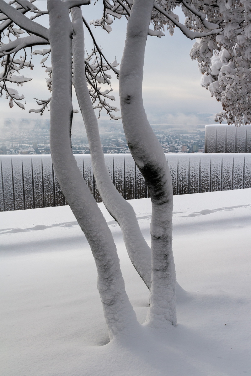 tranquil scene, season, tree, pec, white color, snowcapped mountain, snow, day, plant, field, frozen, sky, 2K, icicle, covering, scenics - nature, winter