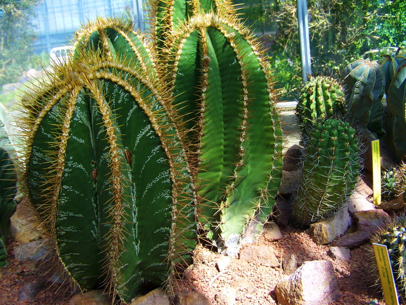 warning sign, plant nursery, beauty in nature, thorn, day, green color, nature, botany, Cactus, mexican cactus, spiky, sunlight, succulent plant, close-up