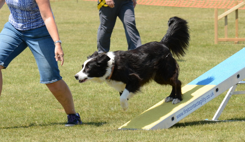 domestic animals, exercise, men, active, teenager, domestic, running, motion, jump, dog, mammal, grass, low section, fun, real people, border collie, pet owner