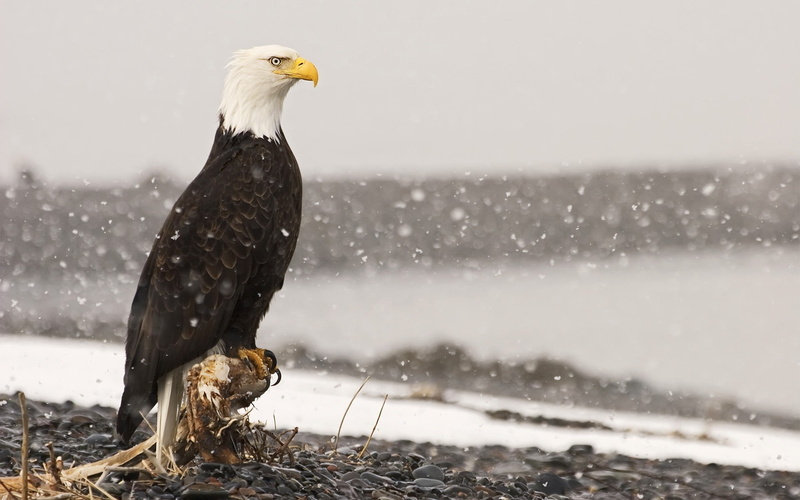 1080P, eagle, predator, beautiful, prey, agile