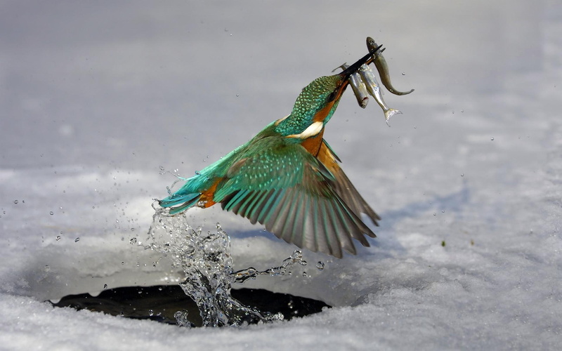 pescador, agil, eficas, colorido, animals, 1080P