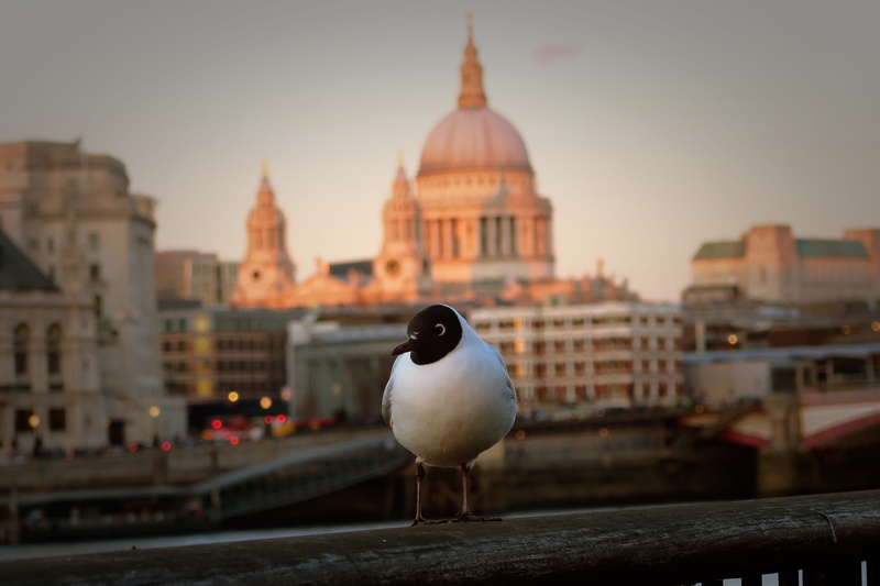 thames, 5K, animal themes, photobomb, southbank centre, seagul, animals in the wild, no people, travel destinations, sunset, animal wildlife, vertebrate