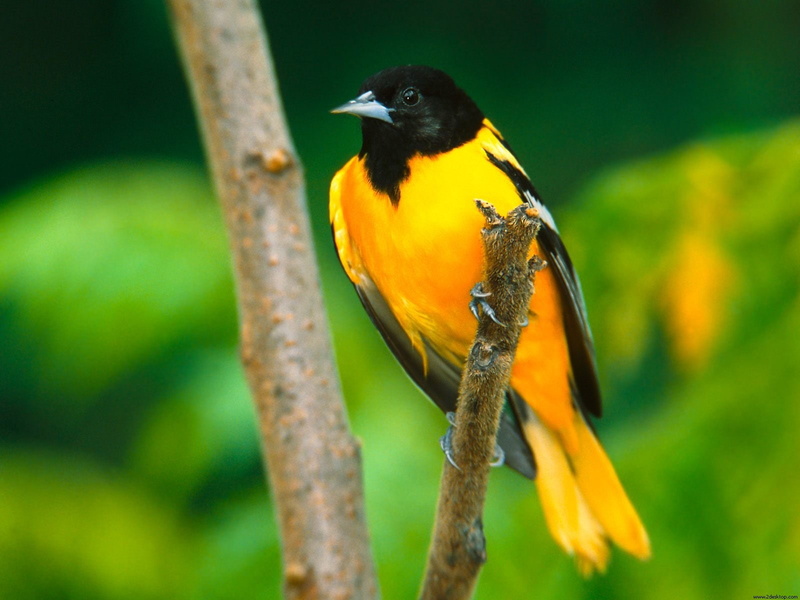 oriole, 720P, baltimore