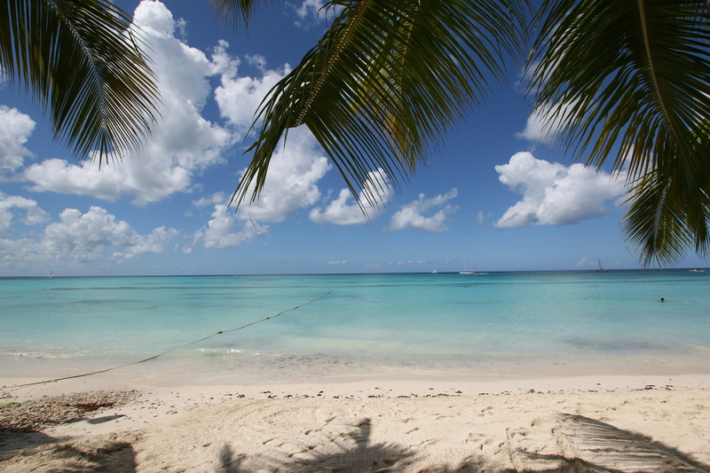 sea, summer, tree, turquoise colored, scenics - nature, dominican, swim, palm tree, horizon, water, blue, no people, palms, bayahibe, coconut palm tree