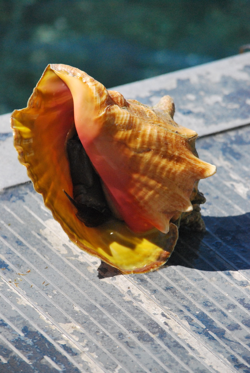 Seashell, no people, animal wildlife, food and drink, animals in the wild, 4K, animal themes, animal, wood - material, shadow, Carribean, beauty in nature