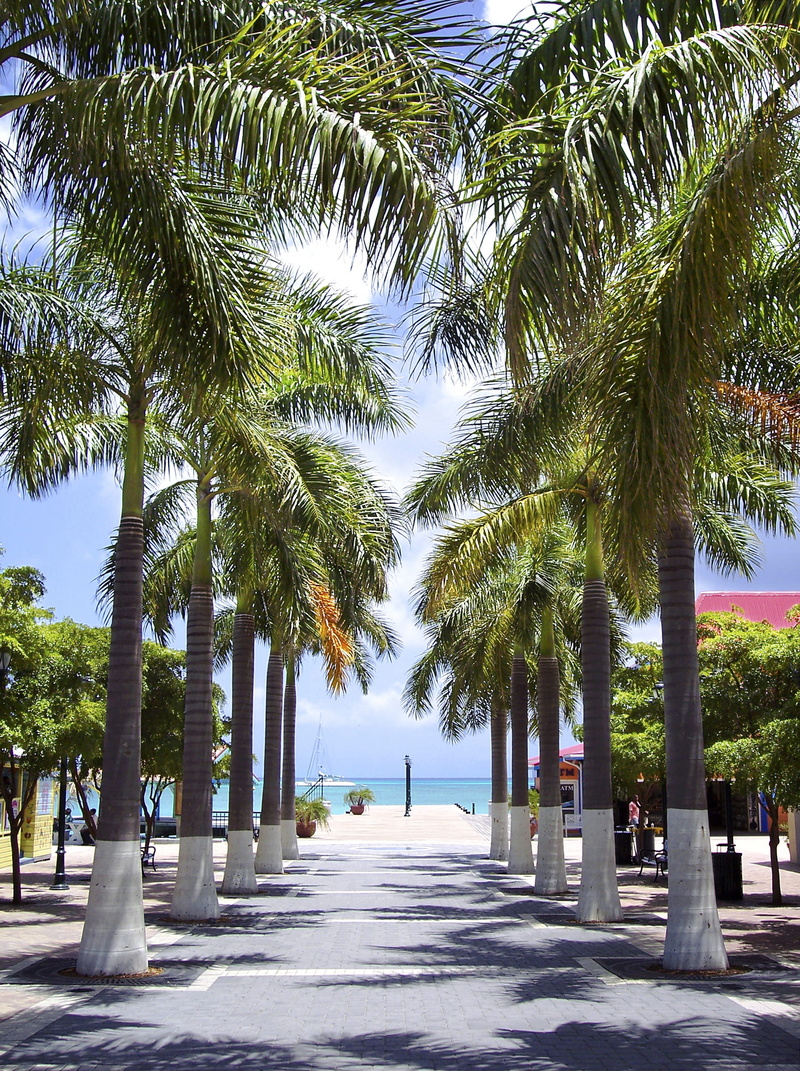 trees, sunny, the way forward, architecture, island, sunlight, 2K, palm trees, paradise, long, carribean, road, plant, beach, day, no people, sky, tree