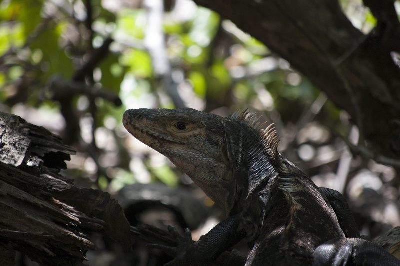 plant, animal themes, profile view, focus on foreground, america, animal scale, lizard, nature, tropical, amphibian, close-up, natural, outdoors, tree