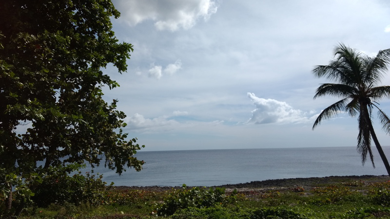 plant, tree, sea side carribean ocean, coconut palm tree, water, beach, tranquility, growth, sea, tourism, beauty in nature, tranquil scene, sky, palm tree