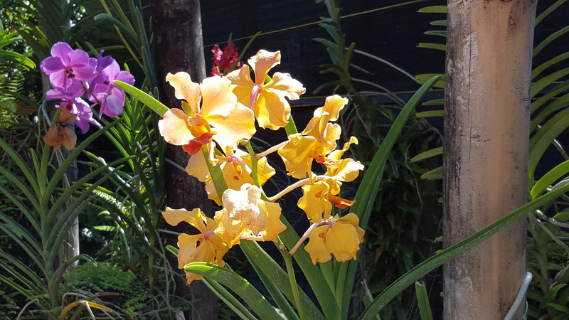 carribean, flowers, 4K, orchids