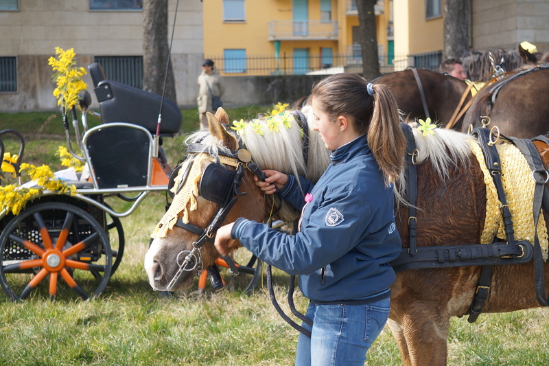 lifestyles, field, domestic, vertebrate, mimosa, outdoors, tail, blonde, blinders, mammal, real people, one person, 5K, hairstyle, horse, domestic animals