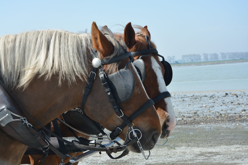 animal wildlife, animal themes, domestic animals, horse, no people, dressage, working animal, portrait, mammal, head, horses, pets, vertebrate, domestic