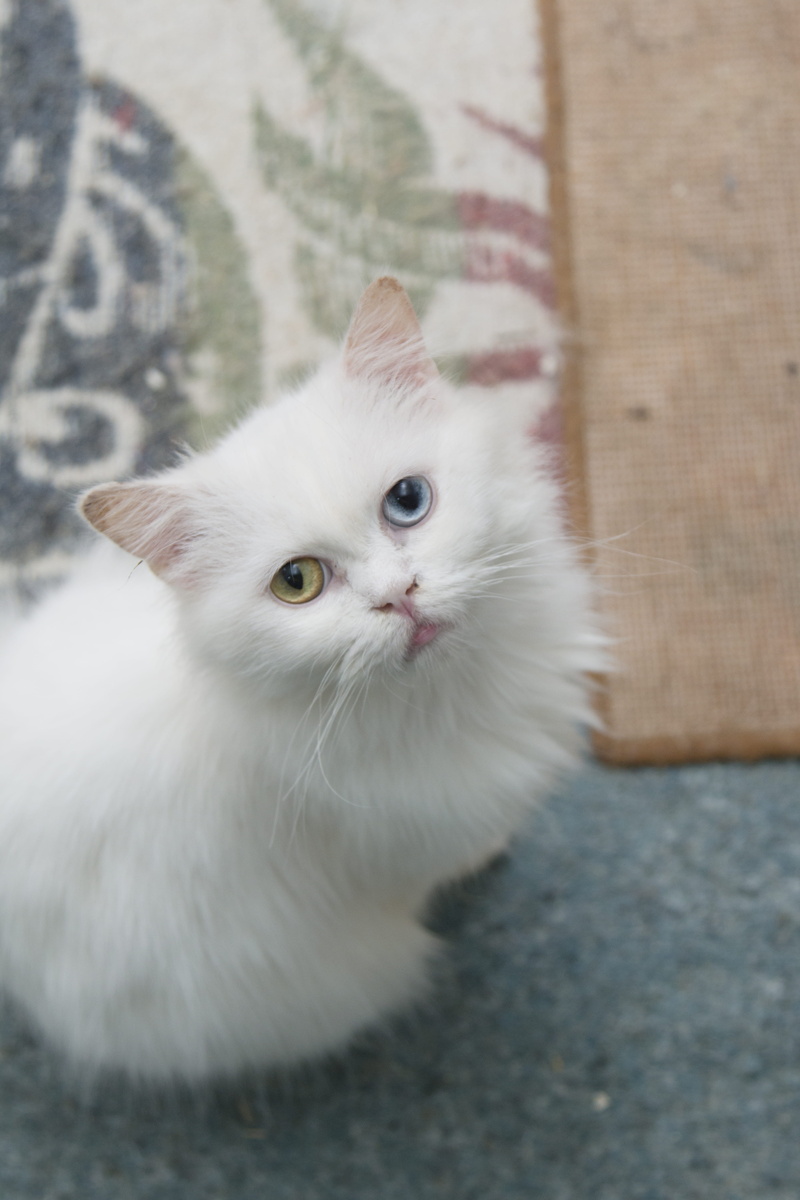 animals, animal eye, pets, whisker, feline, pet, animal, cats, blossom, white color, manx, domestic, peaky, wild, geranium, wood, vertebrate, people, portrait