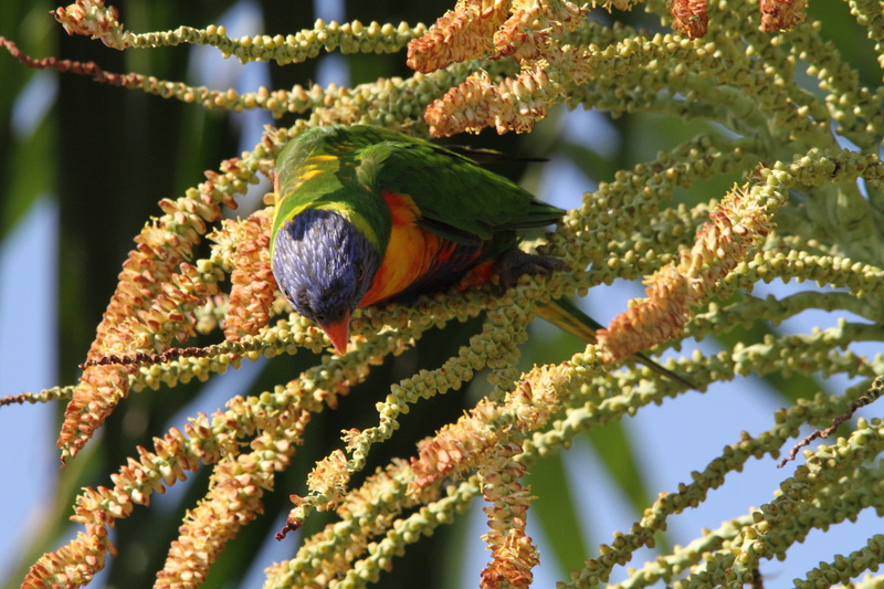 flowering plant, animal themes, color, wide binding lori, no people, loris, Lorikeet, 5K, fragility, animal world, australia, nature, west australia, invertebrate