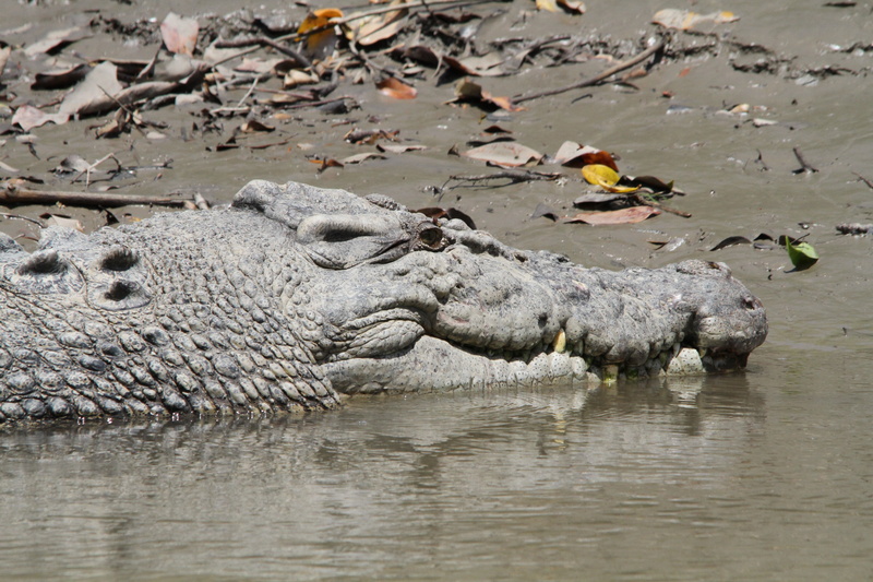animal body part, alligator, spring, one animal, animals In The Wild, australia, sign, reptile, animal teeth, underwater, water, crocodile, warning sign