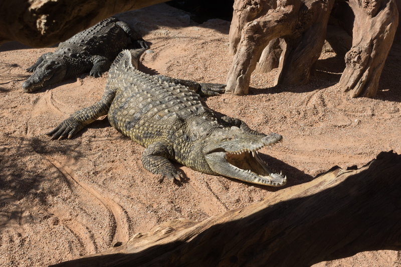africa, sunlight, rock - object, arid climate, animal, nature, the water, close, side view, one animal, alligator, predator, animal world, mouth open, gators